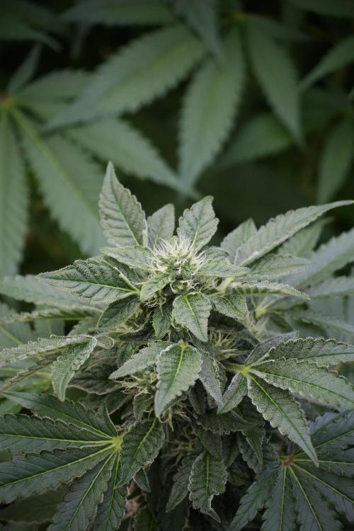 SOUR DIESEL-The Ascension of a Legend. Week 10 - Sour Diesel 
