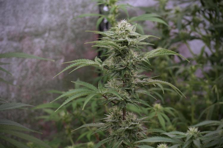 SOUR DIESEL-The Ascension of a Legend. Week 10 - Sour Diesel 