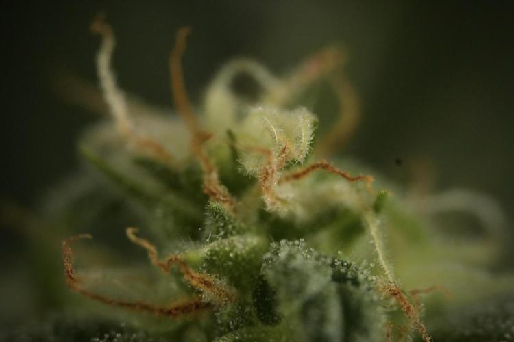 GMO Cookies Served with extra curiosity. Week 9 - Macro world true my Sony 