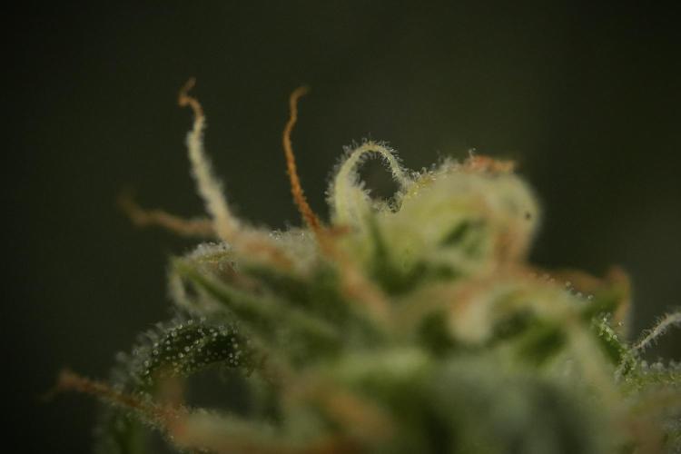 GMO Cookies Served with extra curiosity. Week 9 - Macro world true my Sony 
