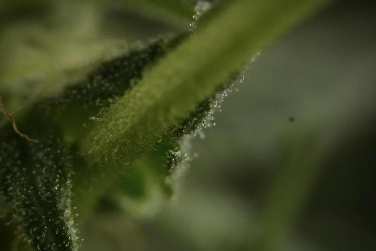 GMO Cookies Served with extra curiosity. Week 9 - Macro world true my Sony 