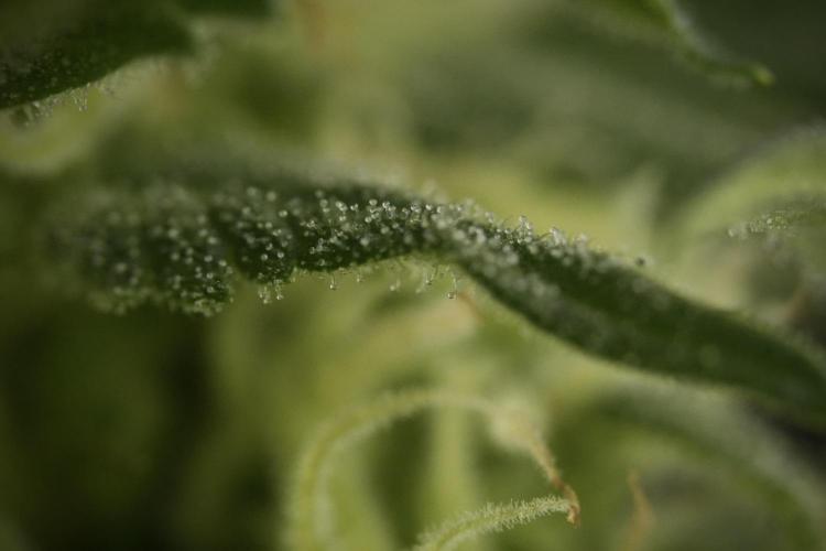 GMO Cookies Served with extra curiosity. Week 9 - Macro world true my Sony 