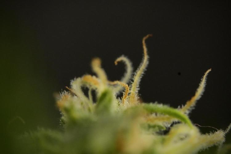GMO Cookies Served with extra curiosity. Week 9 - Macro world true my Sony 