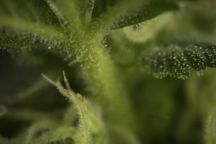 GMO Cookies Served with extra curiosity. Week 9 - Macro world true my Sony 
