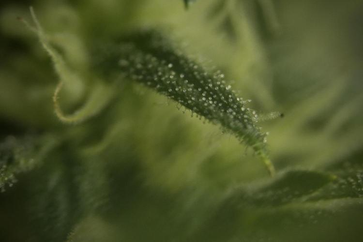 GMO Cookies Served with extra curiosity. Week 9 - Macro world true my Sony 