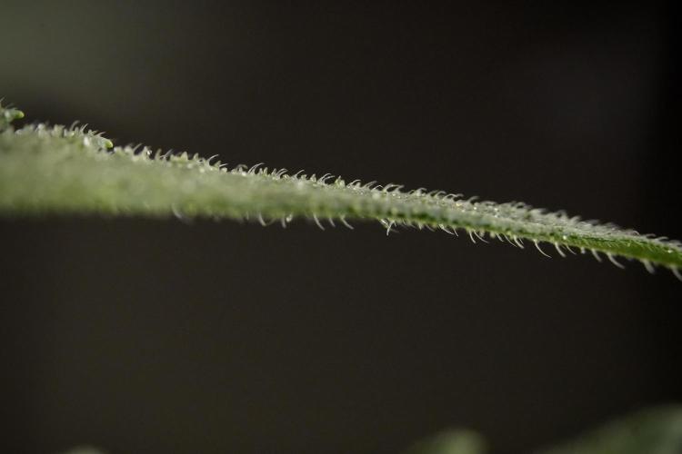 GMO Cookies Served with extra curiosity. Week 9 - Macro world true my Sony 