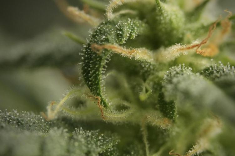 GMO Cookies Served with extra curiosity. Week 9 - Macro world true my Sony 