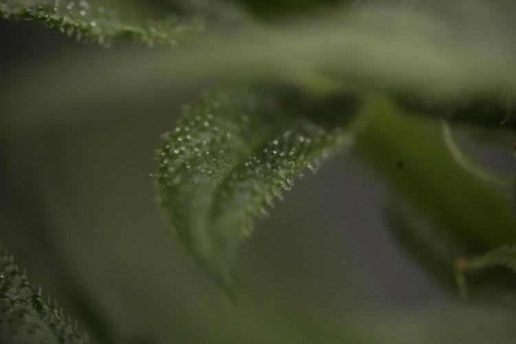 GMO Cookies Served with extra curiosity. Week 9 - Macro world true my Sony 