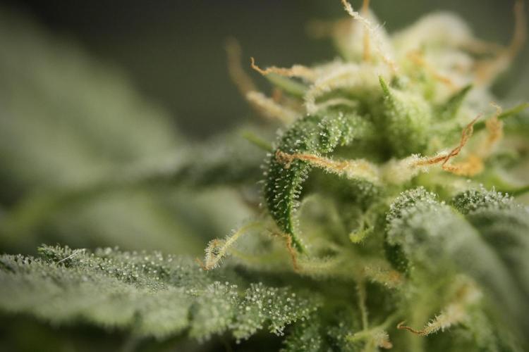 GMO Cookies Served with extra curiosity. Week 9 - Macro world true my Sony 