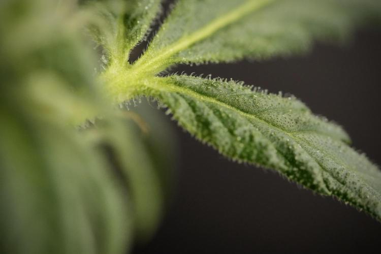 GMO Cookies Served with extra curiosity. Week 9 - Macro world true my Sony 