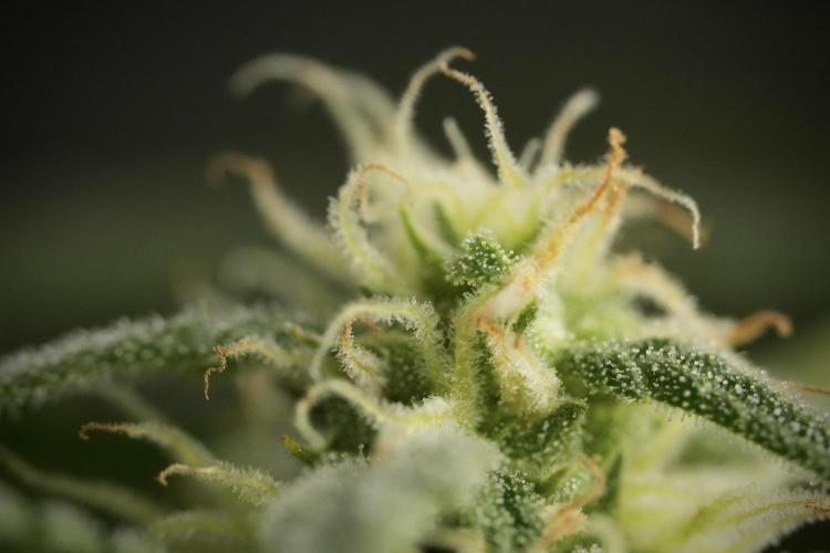 GMO Cookies Served with extra curiosity. Week 9 - Macro world true my Sony 