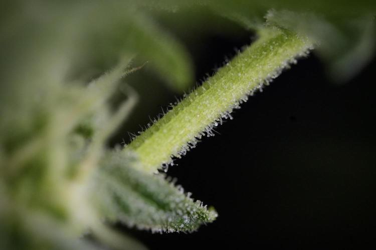 GMO Cookies Served with extra curiosity. Week 9 - Macro world true my Sony 