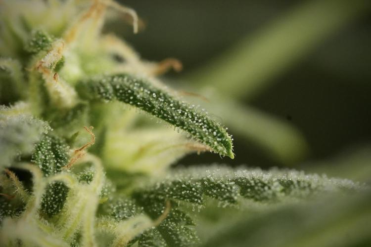 GMO Cookies Served with extra curiosity. Week 9 - Macro world true my Sony 