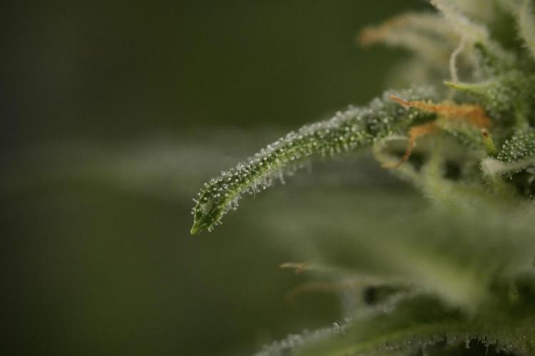 GMO Cookies Served with extra curiosity. Week 9 - Macro world true my Sony 