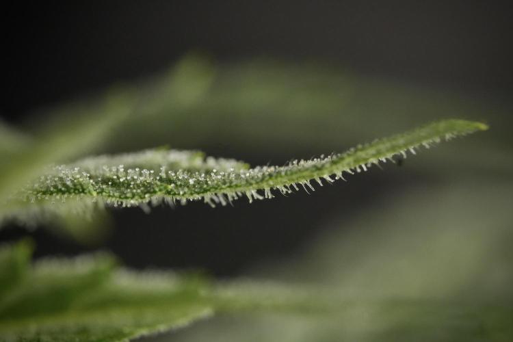 GMO Cookies Served with extra curiosity. Week 9 - Macro world true my Sony 