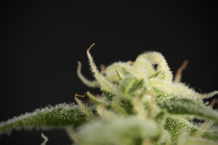 GMO Cookies Served with extra curiosity. Week 9 - Macro world true my Sony 