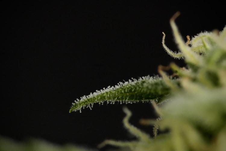 GMO Cookies Served with extra curiosity. Week 9 - Macro world true my Sony 