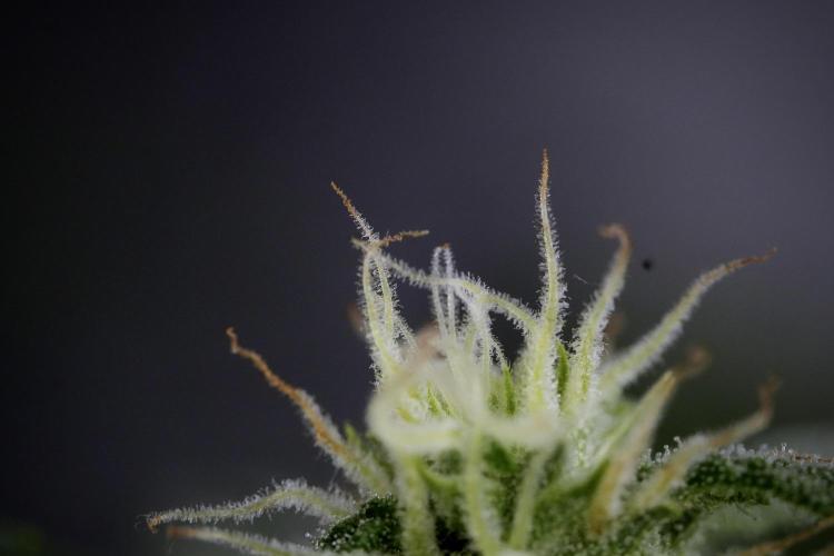 GMO Cookies Served with extra curiosity. Week 9 - Macro world true my Sony 