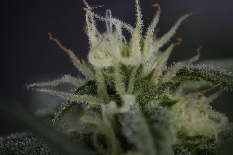 GMO Cookies Served with extra curiosity. Week 9 - Macro world true my Sony 