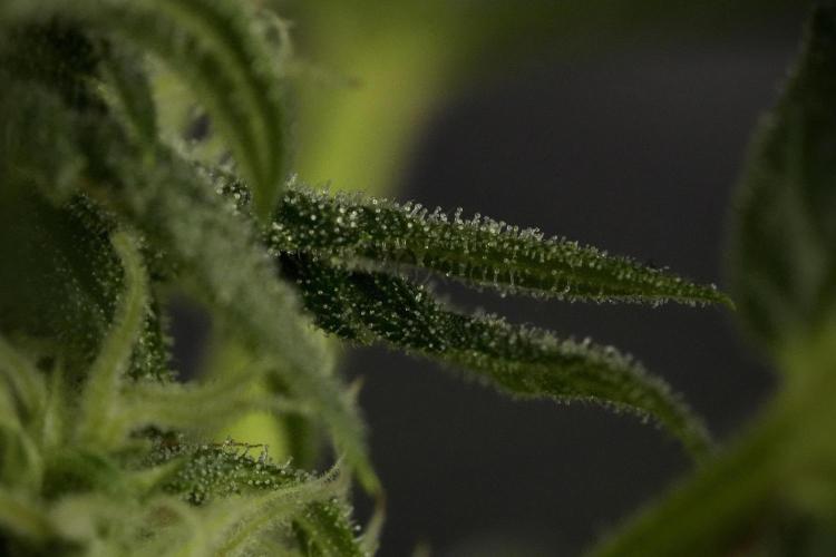 GMO Cookies Served with extra curiosity. Week 9 - Macro world true my Sony 