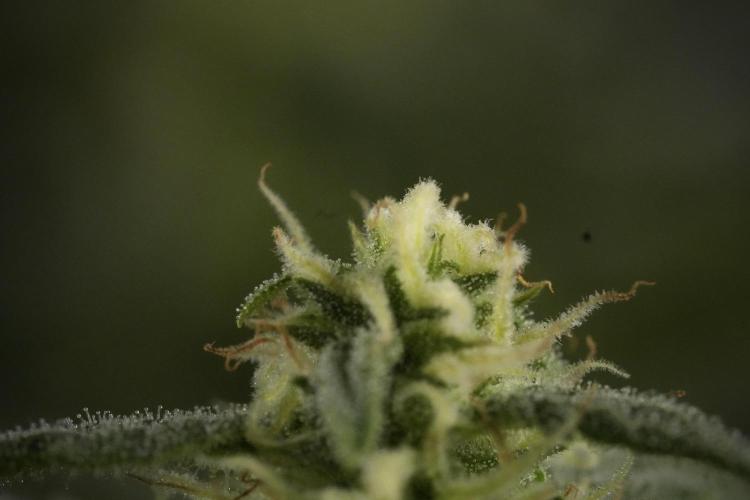 GMO Cookies Served with extra curiosity. Week 9 - Macro world true my Sony 