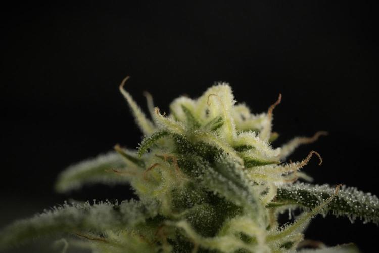 GMO Cookies Served with extra curiosity. Week 9 - Macro world true my Sony 