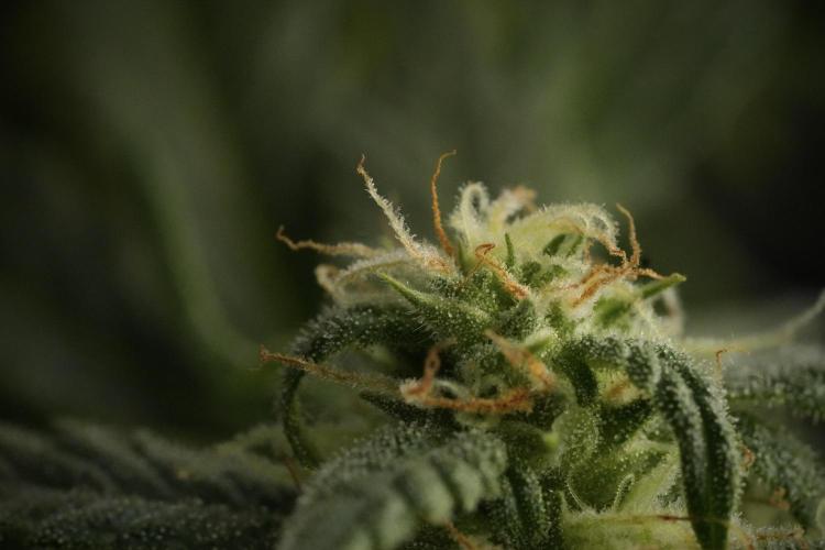 GMO Cookies Served with extra curiosity. Week 9 - Macro world true my Sony 