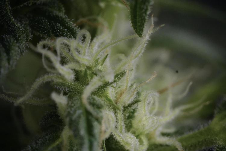 GMO Cookies Served with extra curiosity. Week 9 - Macro world true my Sony 