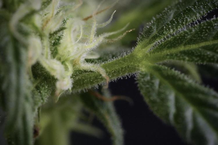 GMO Cookies Served with extra curiosity. Week 9 - Macro world true my Sony 