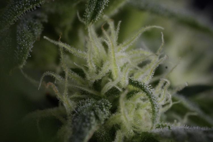 GMO Cookies Served with extra curiosity. Week 9 - Macro world true my Sony 