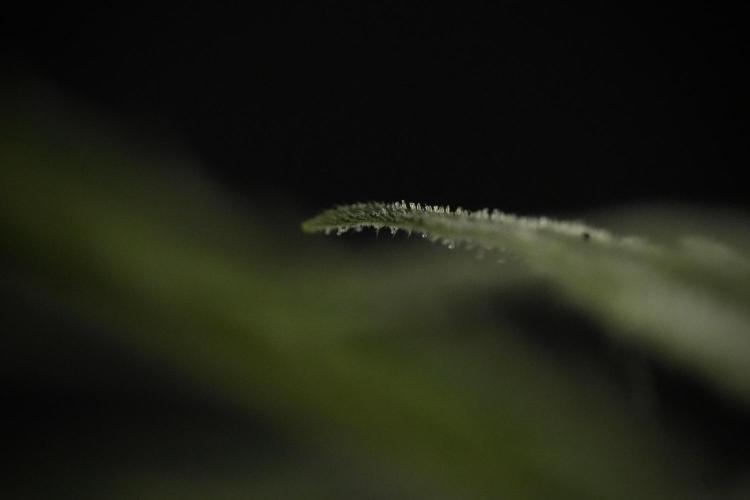 GMO Cookies Served with extra curiosity. Week 9 - Macro world true my Sony 