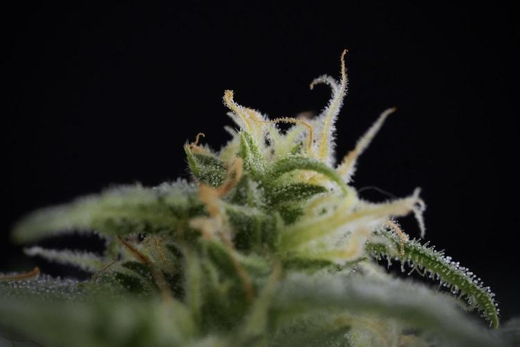 GMO Cookies Served with extra curiosity. Week 9 - Macro world true my Sony 
