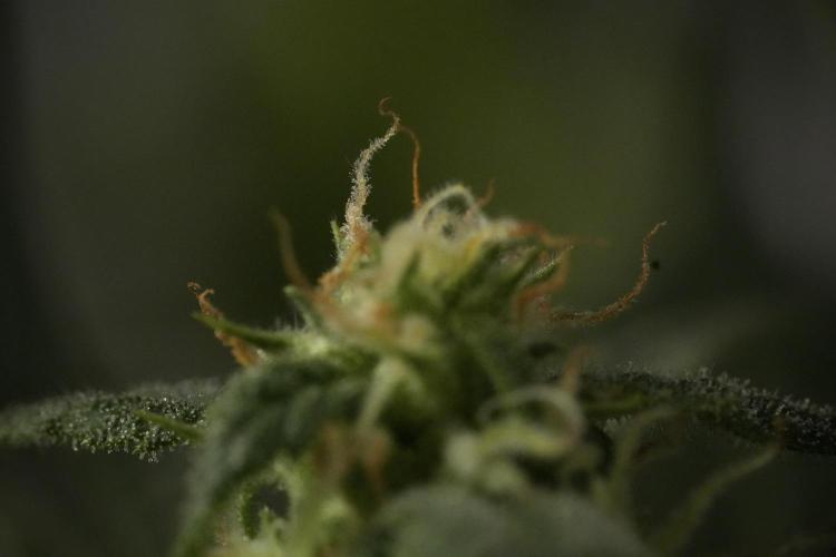 GMO Cookies Served with extra curiosity. Week 9 - Macro world true my Sony 