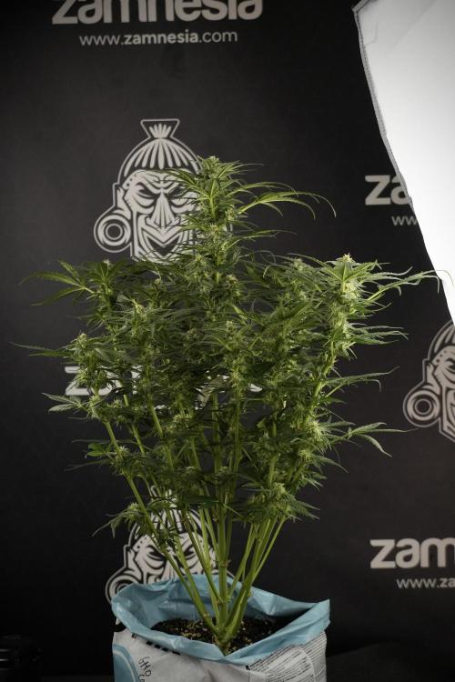 GMO Cookies Served with extra curiosity. Week 9 - GMO Cookies 