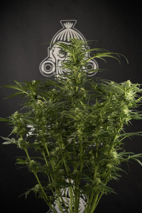 GMO Cookies Served with extra curiosity. Week 9 - GMO Cookies 