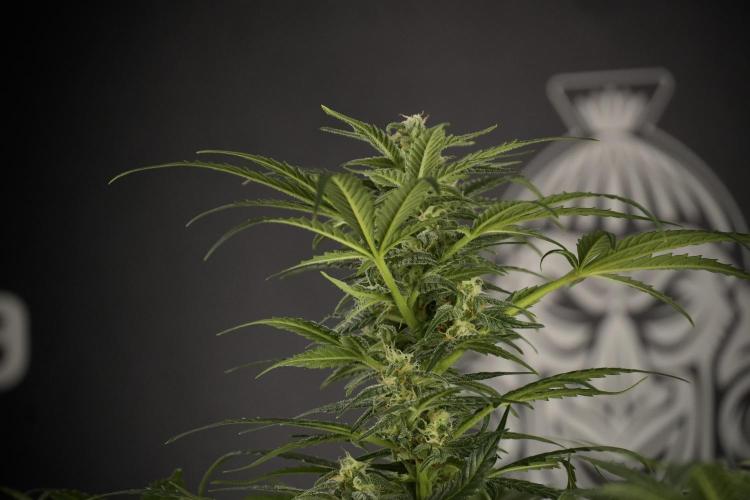 GMO Cookies Served with extra curiosity. Week 9 - GMO Cookies 