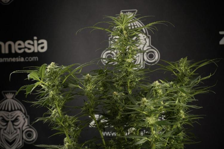 GMO Cookies Served with extra curiosity. Week 9 - GMO Cookies 