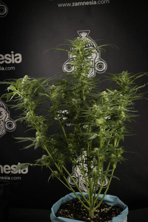 GMO Cookies Served with extra curiosity. Week 9 - GMO Cookies 
