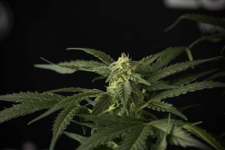 GMO Cookies Served with extra curiosity. Week 9 - GMO Cookies 
