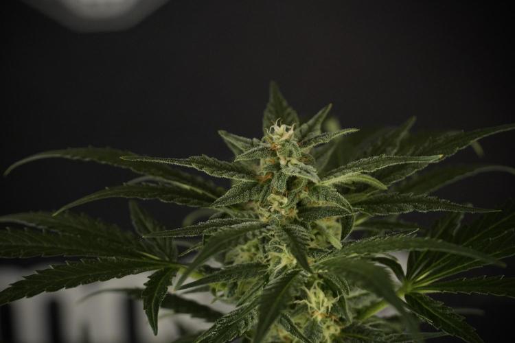 GMO Cookies Served with extra curiosity. Week 9 - GMO Cookies 
