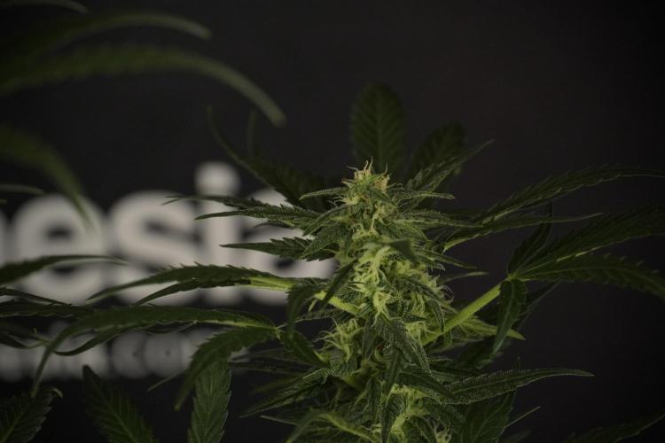GMO Cookies Served with extra curiosity. Week 9 - GMO Cookies 