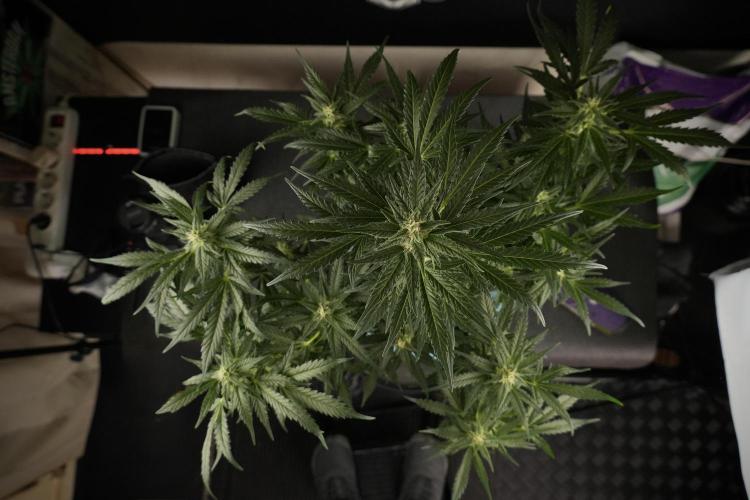 GMO Cookies Served with extra curiosity. Week 9 - GMO Cookies 