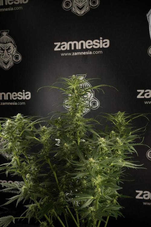 GMO Cookies Served with extra curiosity. Week 9 - GMO Cookies 