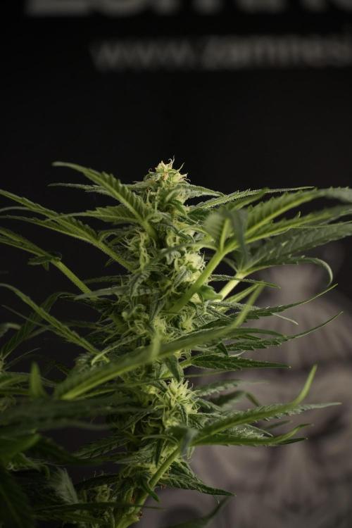 GMO Cookies Served with extra curiosity. Week 9 - GMO Cookies 