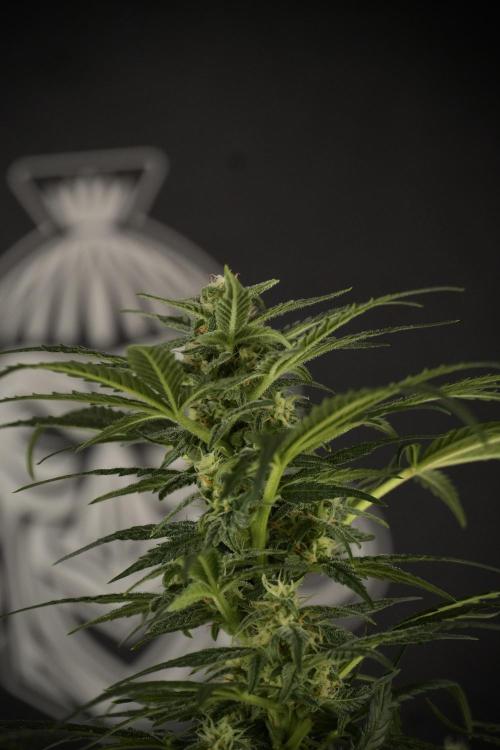 GMO Cookies Served with extra curiosity. Week 9 - GMO Cookies 