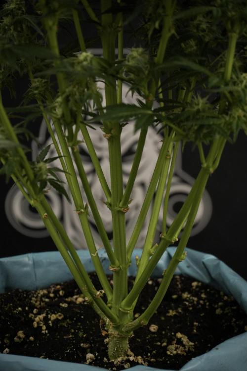 GMO Cookies Served with extra curiosity. Week 9 - GMO Cookies 