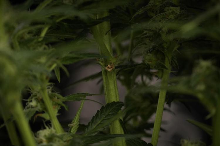 GMO Cookies Served with extra curiosity. Week 9 - GMO Cookies 