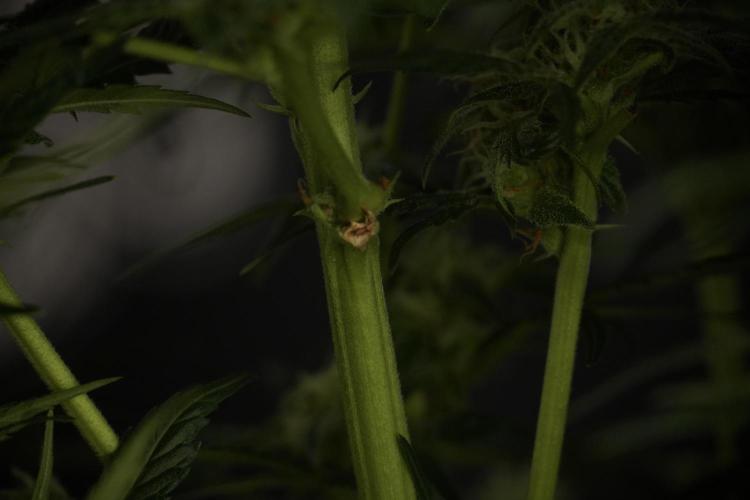GMO Cookies Served with extra curiosity. Week 9 - GMO Cookies 
