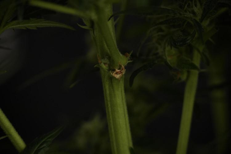 GMO Cookies Served with extra curiosity. Week 9 - GMO Cookies 