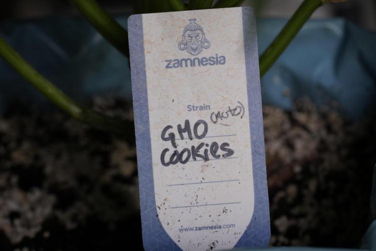 GMO Cookies Served with extra curiosity. Week 9 - GMO Cookies 
